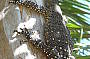 Wildlife - Lace Monitor
