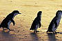 Penguins