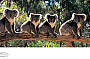 KOALAS IN A ROW