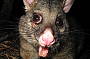 Brushtail Possum