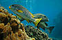 Reef Experience