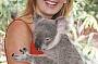 Cuddle a Koala anytime!