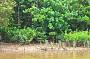 Crocodile on banks of Daintree River