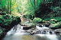 Rainforest Beauty
