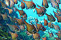 Rottnest Island Snorkelling Tours