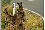 Kangaroos along the way