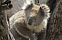See Koalas IN THE WILD! 