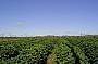 Coffee Plantations and farming