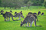Wildlife Spotting