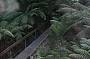 Rainforest Gallery