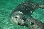 Swimming with sea lions