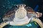 Torres the Green Ses Turtle 