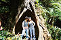 Ancient Trees in the Otway Rainforest