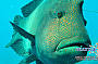 Standard Cruise incl. 2 Certified Dives Guided