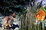 Wild animal safari by night