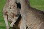 Kangaroos