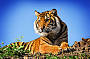 Australia ZOO & Sunshine Coast Hinterland Tour from Brisbane
