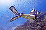 Reef Encounter - 2 Day/ 1 Night Snorkel Adventures - TWIN SHARE