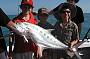 Queenfish