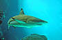Black tip reef shark in predator tank 