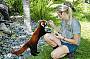 Iconic Australia - Cairns Tropical Zoo + Tjapukai admission Ex Cairns/Beaches
