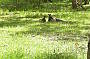 Kangaroos in the Grampians