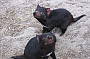 Tassie Devils at Something Wild