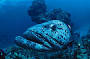 Giant Potato Cod