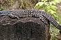 A goanna in the sun