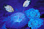 flouro coral 