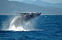 Whale Watching Tours Cairns