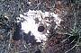 Land-crab Holes 