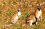 Wallabies