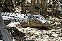 Croc sun-baking