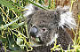 Koala Kangaroo Island