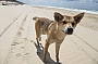 Dingo!