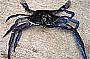 Blue Manna Crab
