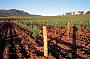 1 Day Hunter Valley Wine Tasting (J14)