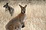 Red-necked wallabies are often seen...