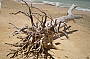 CAPE TRIBULATION DAY TOUR