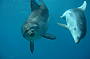 Dolphin Cruise
