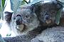 Koala Conservation Centre