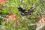 New Holland Honeyeater feeds on grevillea flowers