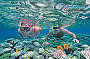 Snorkelling the renowned Agincourt Reef