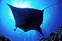Reef Encounter - 2 Day/ 1 Night Snorkel Adventures - TWIN SHARE