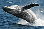 Whale Breaching