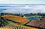 DANDENONG RANGES WITH YARRA VALLEY COMBINED