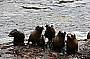 Seal Pups at Seal Rocks 