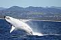 A breaching whale just off Coolangatta