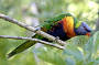 Rainforest Wildlife Tour - Atherton Tablelands